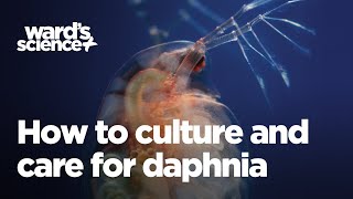 Caring and Culturing for Daphnia [upl. by Ecneralc640]