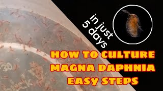 How to Culture Magna Daphnia Easily [upl. by Zenda]