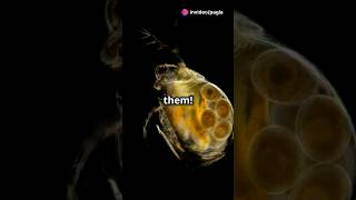 How to culture Daphnia for your Aquarium [upl. by Qidas]