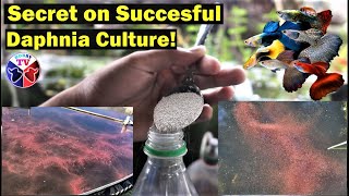 How to Culture Daphnia Successfully [upl. by Meeka]