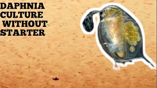 HOW TO CULTURE DAPHNIA NATURALLY WITHOUT A STARTER [upl. by Aititil125]