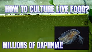 How to Culture Daphnia Secret Method to Breed MILLIONS  Simply Aquatic [upl. by Anaiq]