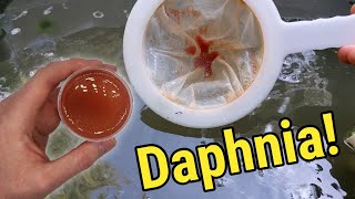 How I Culture Daphnia In Outdoor Tubs [upl. by Lledniuq]