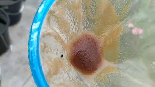 How to culture daphnia moina in a small container Part 1 English Subtitle [upl. by Anaira106]