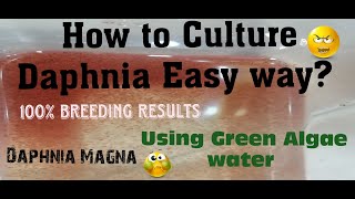 Daphnia MagnaHow to Culture Daphnia Easy wayCulturing Daphnia using Green water Daphnia [upl. by Oreste243]