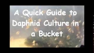 How to culture daphnia outside [upl. by Attirehs]