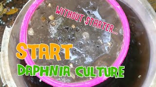 How to culture daphnia moina the easy way 1  Starting the Daphnia culture [upl. by Gerda]