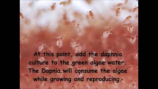 Daphnia  How to grow daphnia in your home [upl. by Auberon]