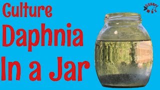 How to Culture Daphnia in a Jar [upl. by Bodrogi]