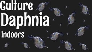 How to Culture Daphnia [upl. by Elocim]