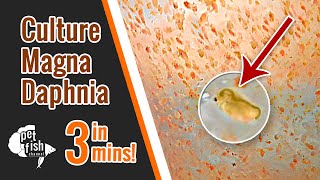 How to culture DAPHNIA MAGNA  The easy way [upl. by Yenrab891]