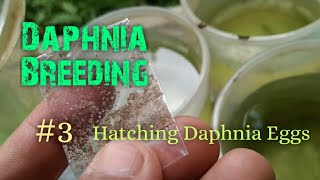 Daphnia Culture made simple and easy 3  Hatching Daphnia eggs [upl. by Caddric]