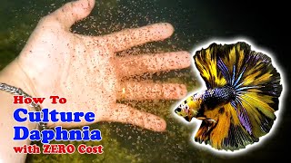 How to Culture Daphnia with ZERO Cost  Unlimited Live Food For Our Fish [upl. by Daveta853]