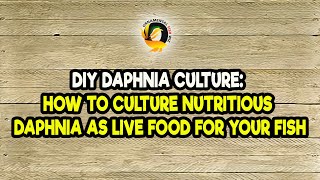 DIY Daphnia Culture How to Culture Nutritious Daphnia as Live Food for Your Fish [upl. by Htebazila973]