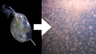 How I Culture Daphnia [upl. by Laszlo566]