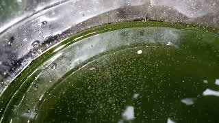 DAPHNIA MOINA CULTURE IN A SMALL BUCKET [upl. by Nirtiac]