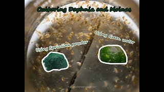 How To Culture Daphnia and Moinas using Green Water Spirulina powder [upl. by Eltsyek]