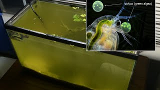 Raising Daphnia for the Freshwater Aquarium [upl. by Pam]