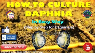 HOW TO CULTURE DAPHNIA In Easy Way [upl. by Neyrb88]